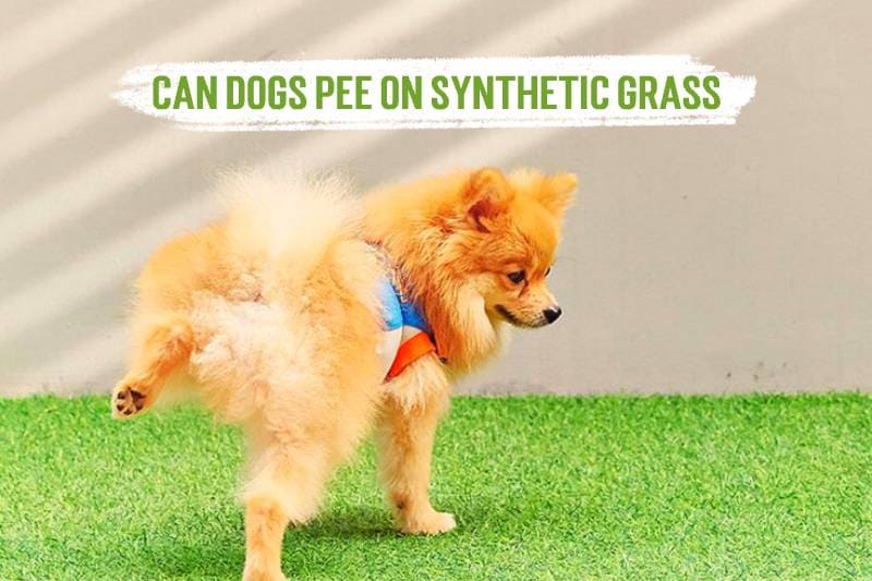 can dogs pee on synthetic grass