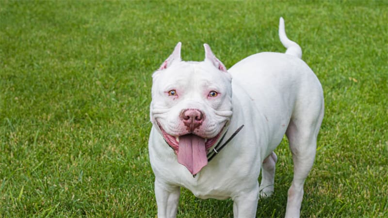 how to clean artificial grass with dogs