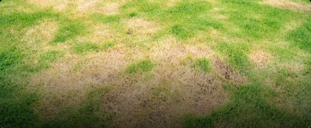 dog pee killing grass876