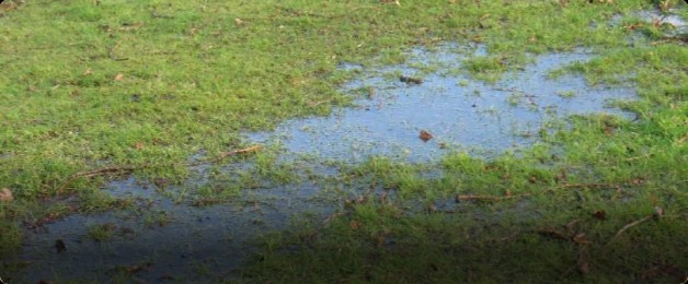 muddy paw prints everywhere877