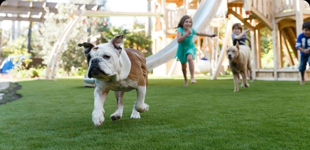 play areas or kids pets